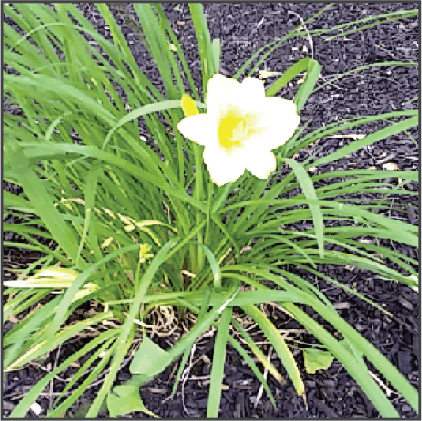Photo of a Flower